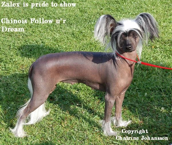 Chinois Follow Ur Dreams