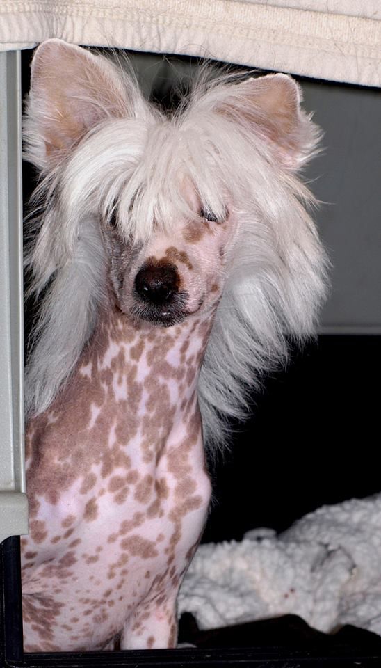 Tizzy ECO-Facebook Smiley