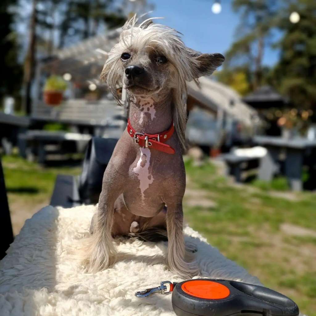 Cladary Triumph  Indiana Jones