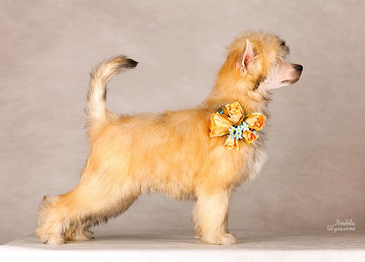 My Vanity Fair Moonlight Shadow(puff)