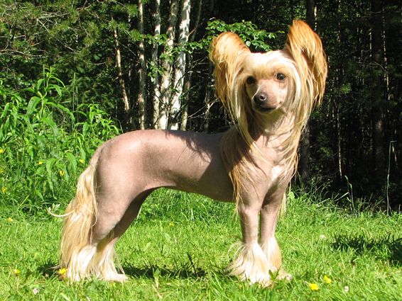 Migotka Panna Next Germanika