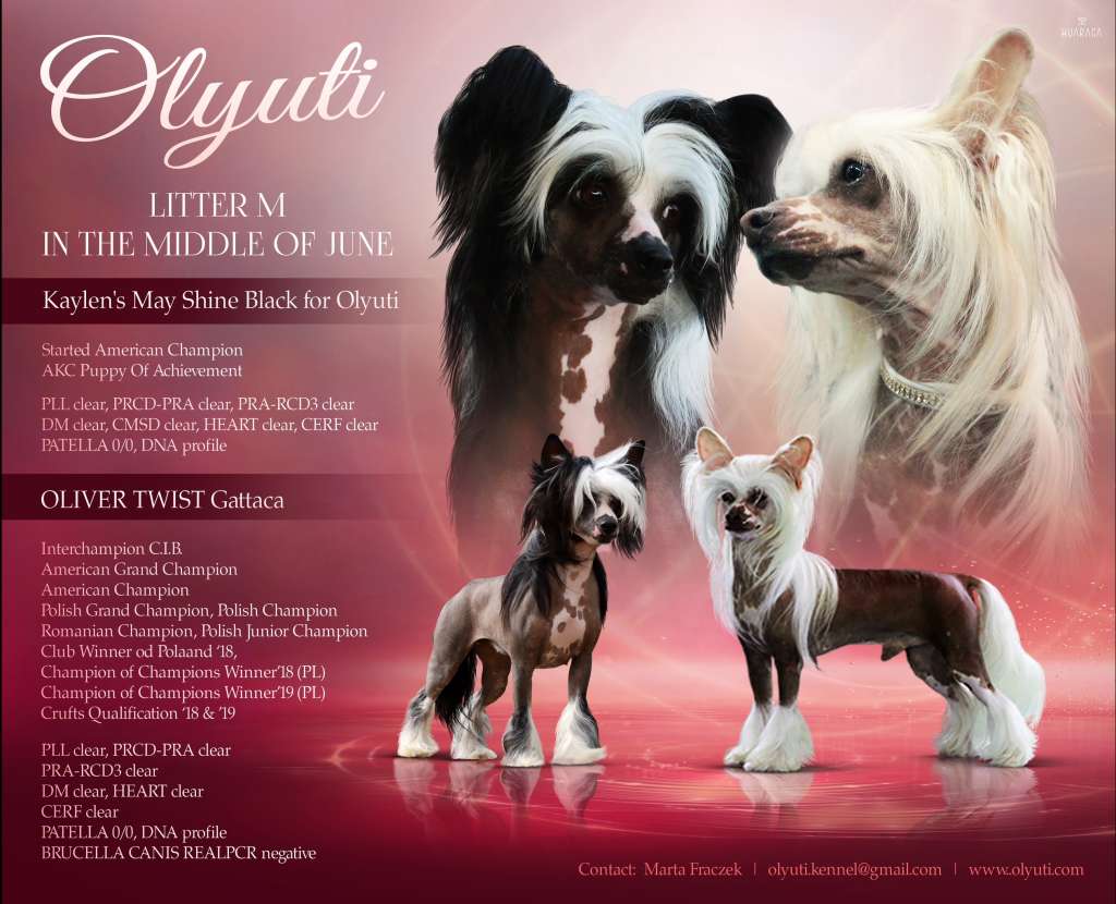 Kaylen's May Shine Black for Olyuti