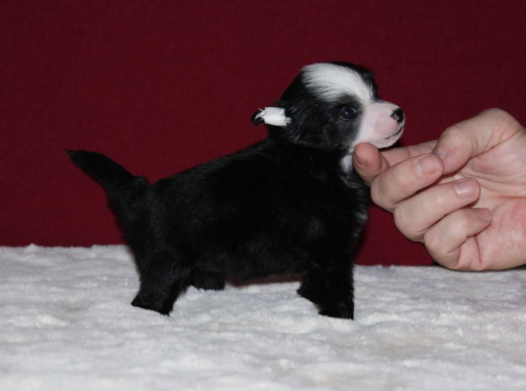 Charuyuschiy Soblazn Tessia sweet dreams