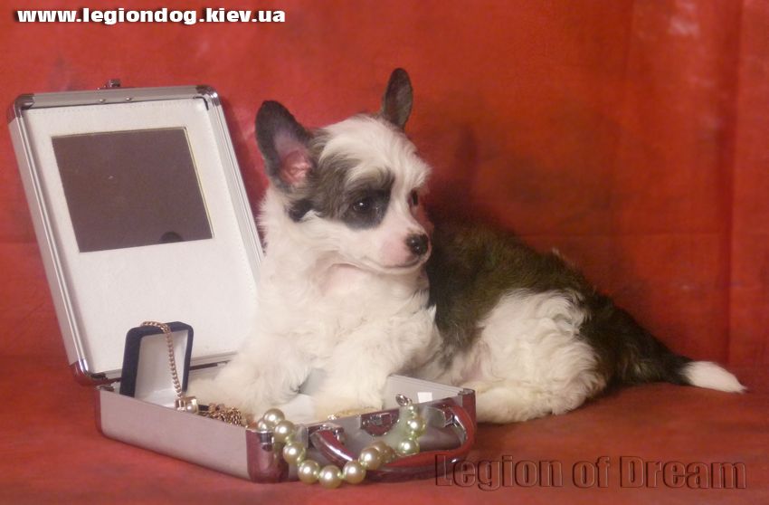 Legion Of Dream Confetti