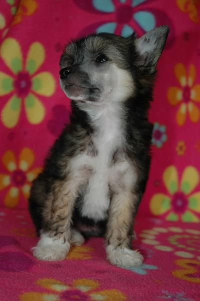 Timegarden Strawberry Sugarcake