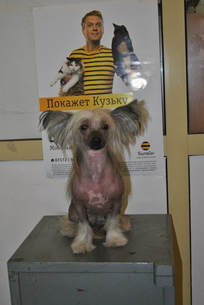 Yevelina Krinn Vernal'