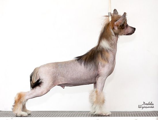 Olegro Katrin Actual Bonus