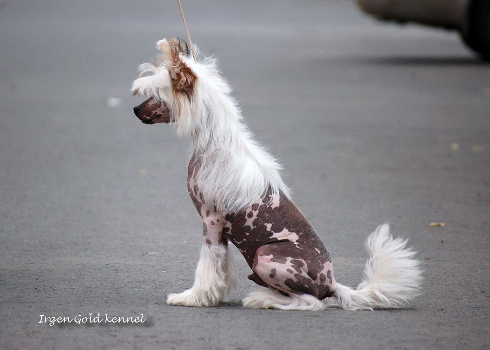 Irgen Gold Fan di Fendi