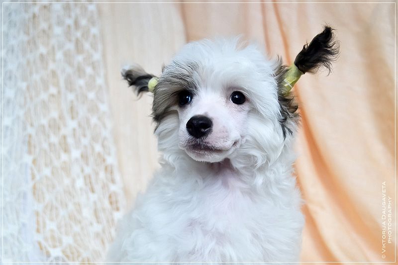 Apollon Sun Magic Legends