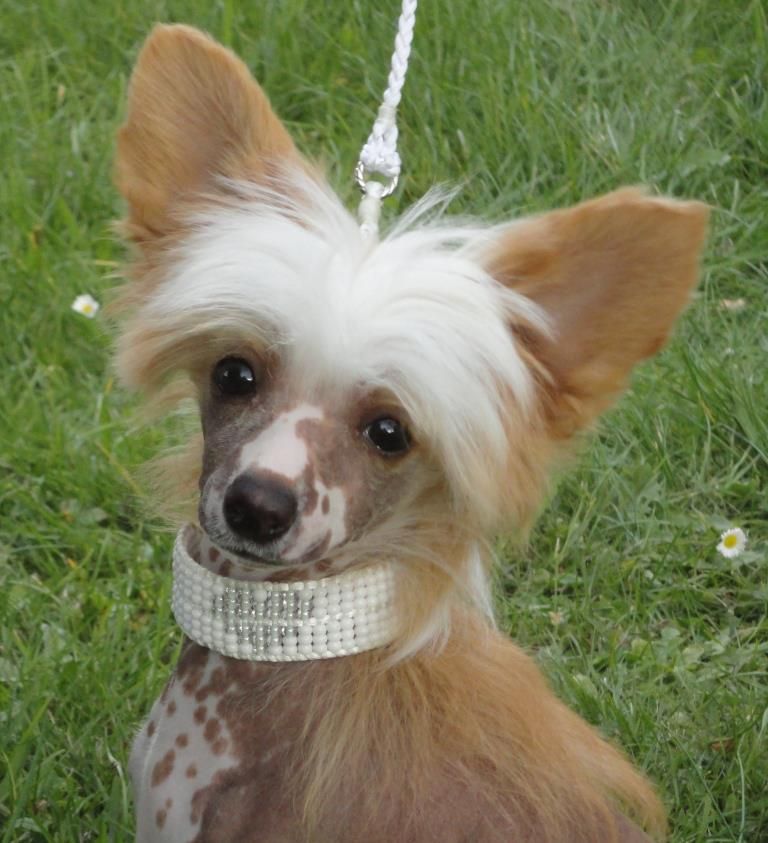 Ridgecrest's Princess Scarlett