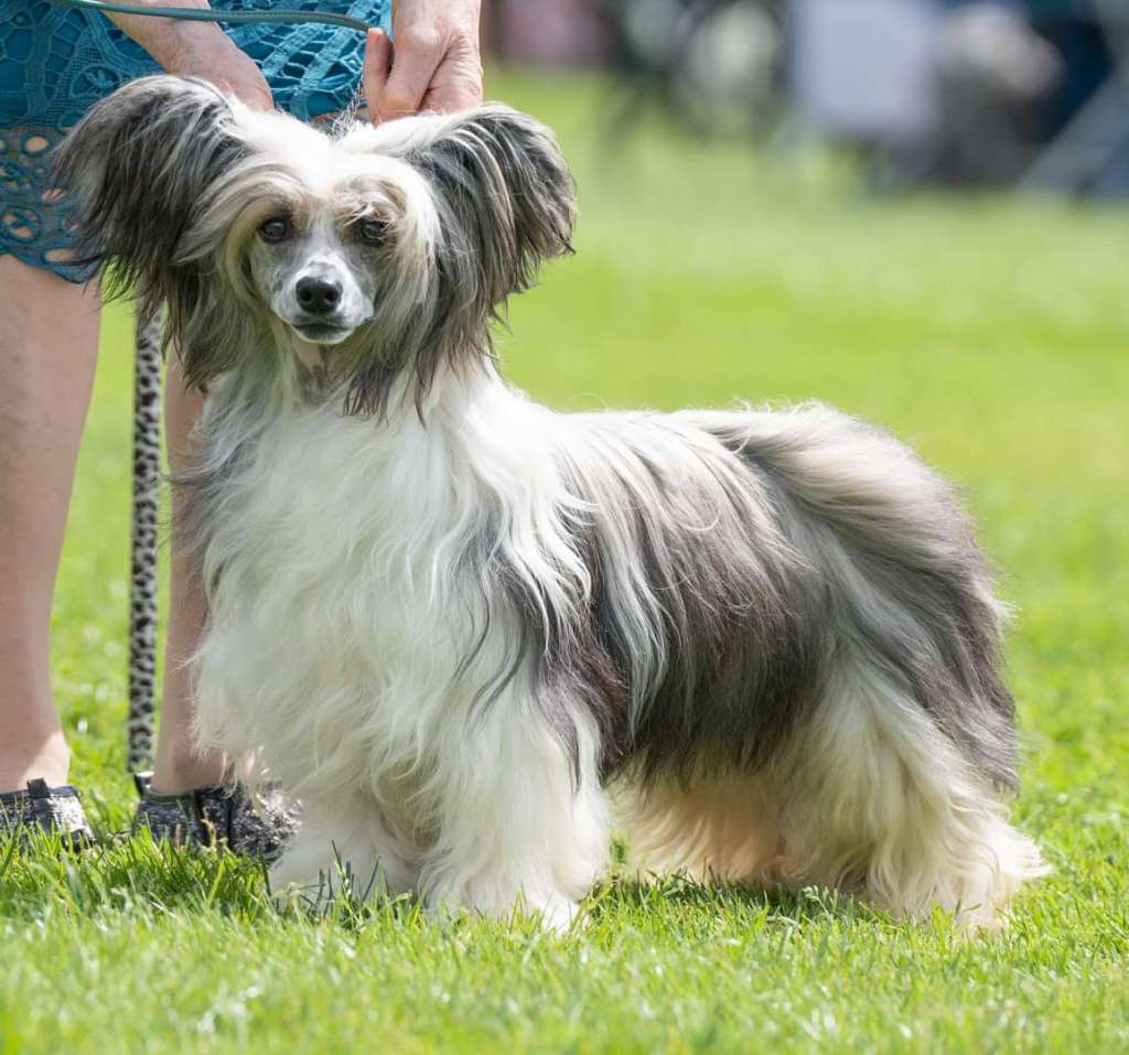 Bryelis The Star Man JW