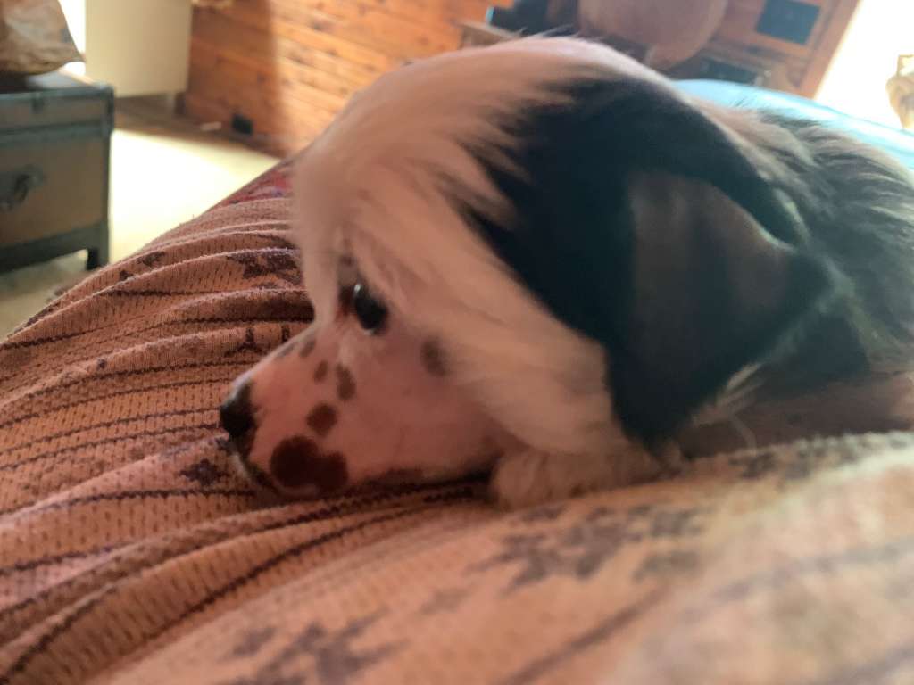 The Lion Lady's Scarlett NO'Hara