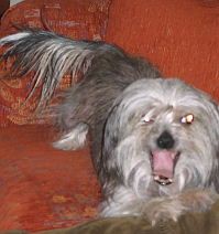 Jhanchi X-tra Terrestrial