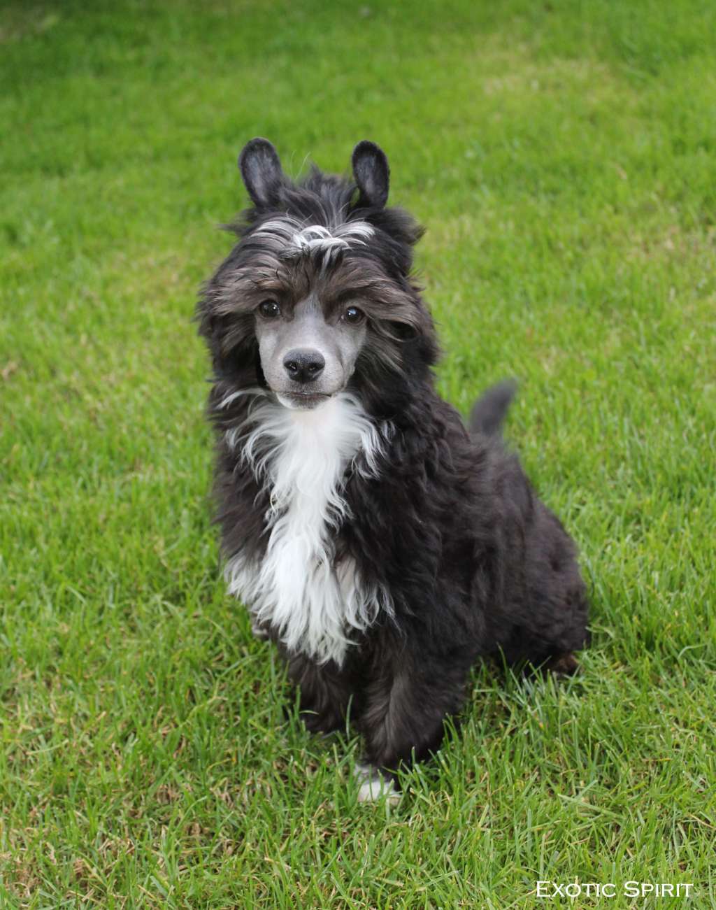 Exotic Spirit Undercover of the Darkness