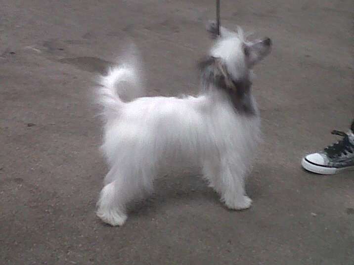 Pufflepaws Polar Ilusion