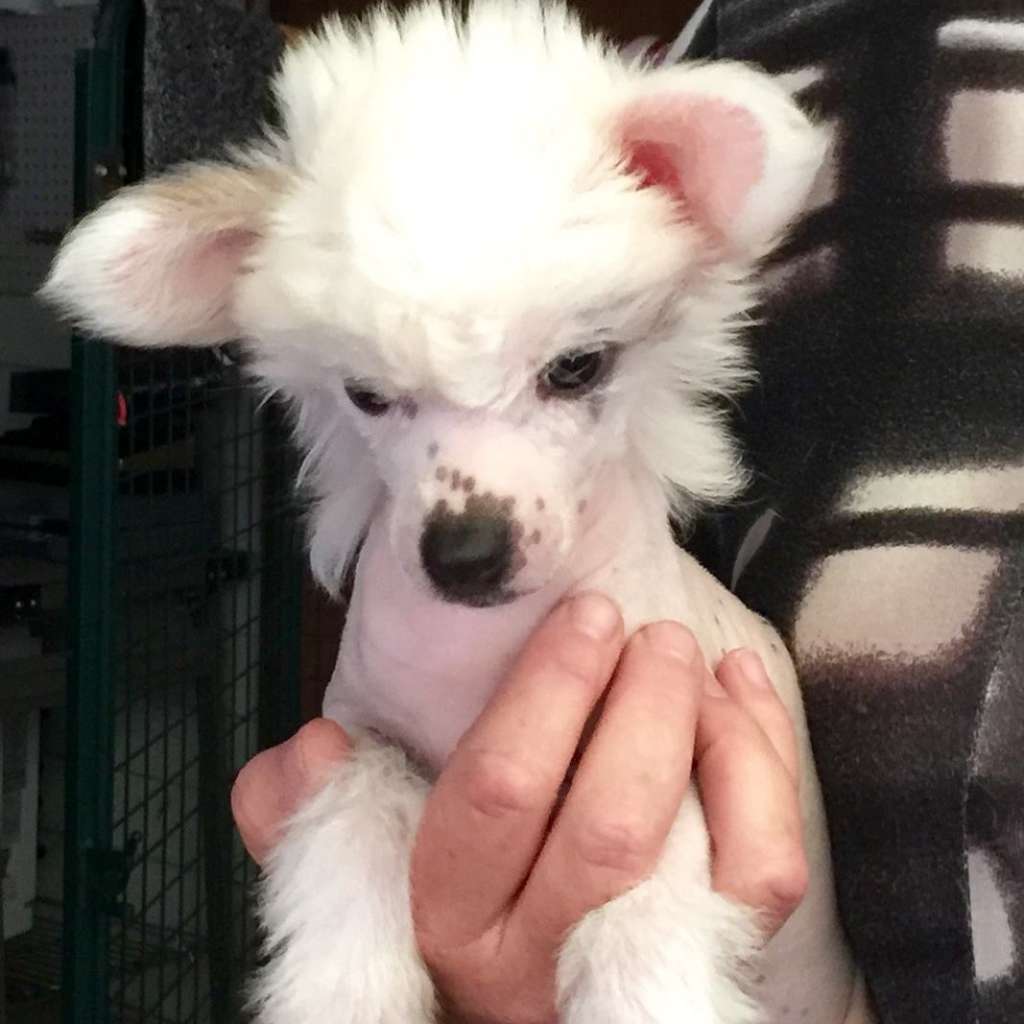 Kimissa Itza Anna Lusion