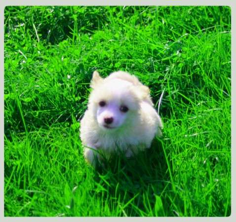 Idefix vom Eifeldiamant