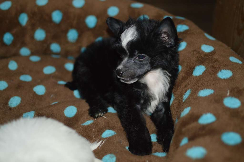 Uriash Black z Andelovy dlane