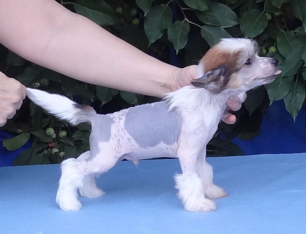 Naimuluna Line Flibustier