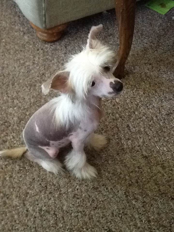 Boston's Cowboy Joe's "Patches"