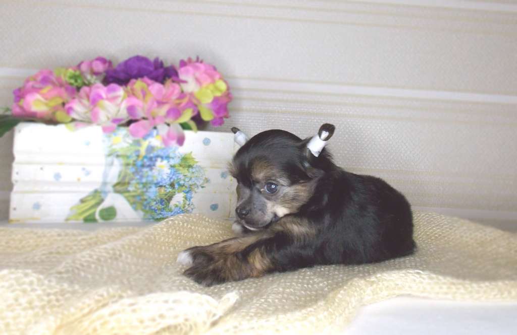 Inari Kin Celebrity Flaffy