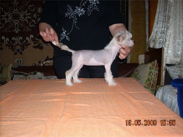 Kaplya Chyornogo Morya Iz Ordena Ekate-Riny