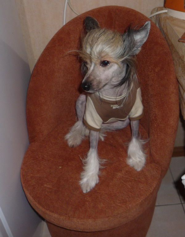 Dogland Happy Enhatris