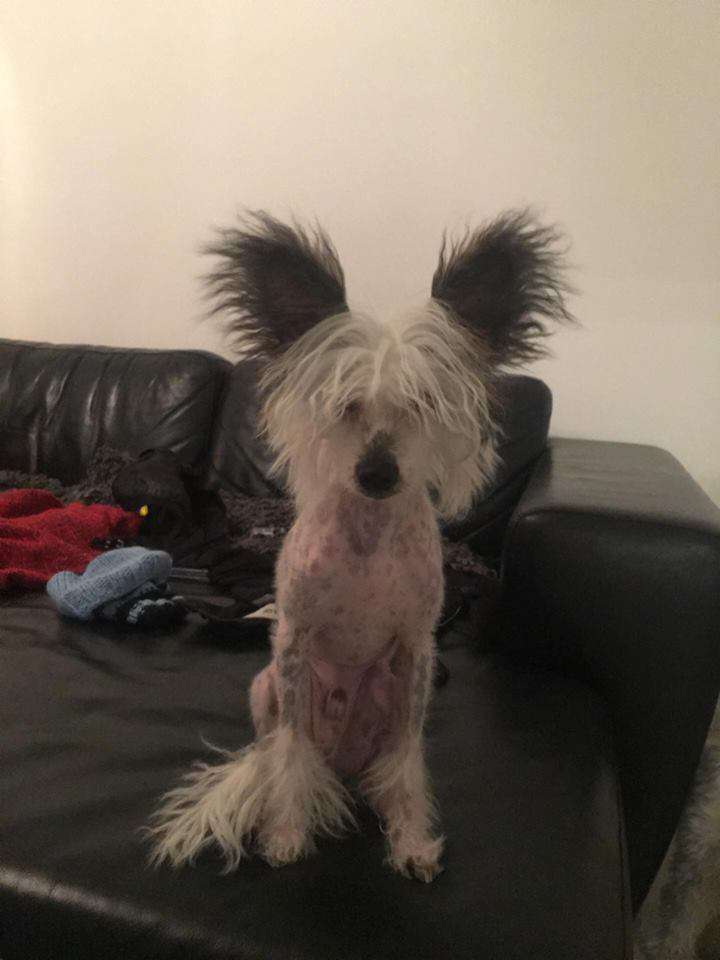 Pinky Twinky Uptown Funk