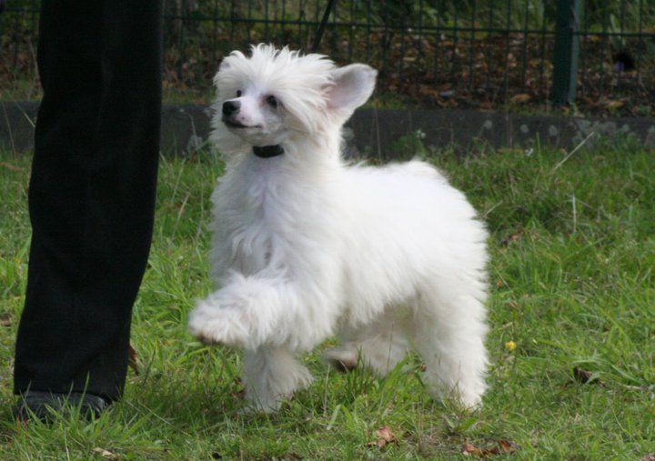 Hiding Henchman Of Diamond Place