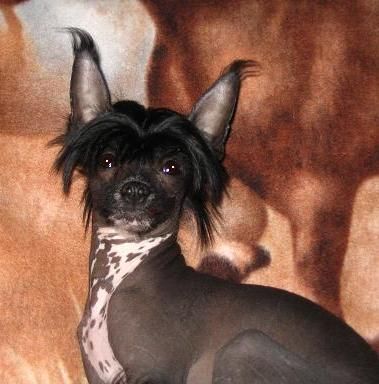 Crestyle Shakaden HL