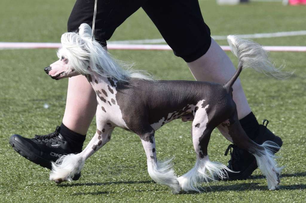 Zanevi's Next President