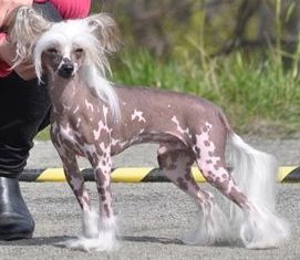 Reject's Tornado Thirteen