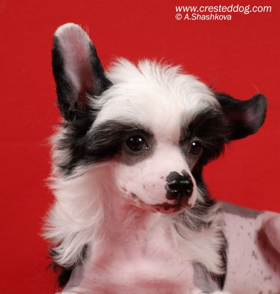 Angel Look Persian Legend