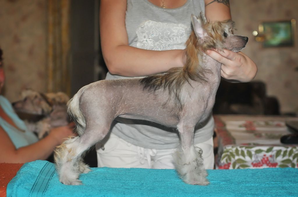 Karnelius Ee Velichestvo Udacha