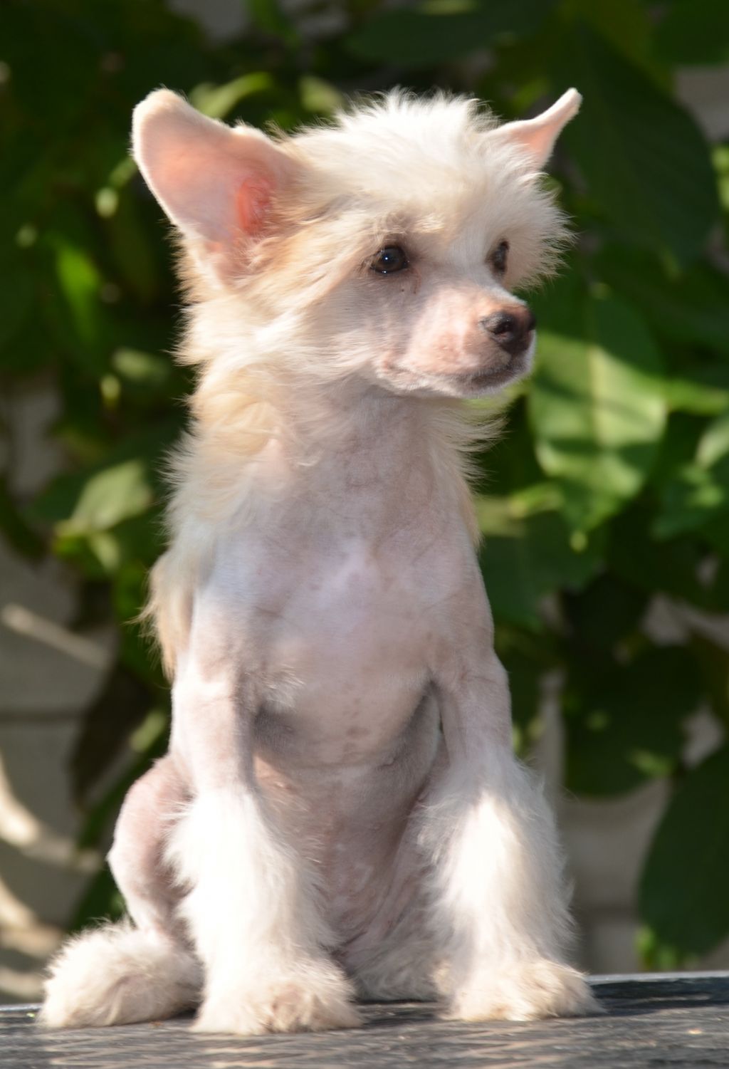 Djemanshi Believe in Magic