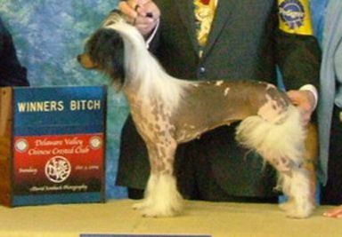 Puffin Paint Splatters