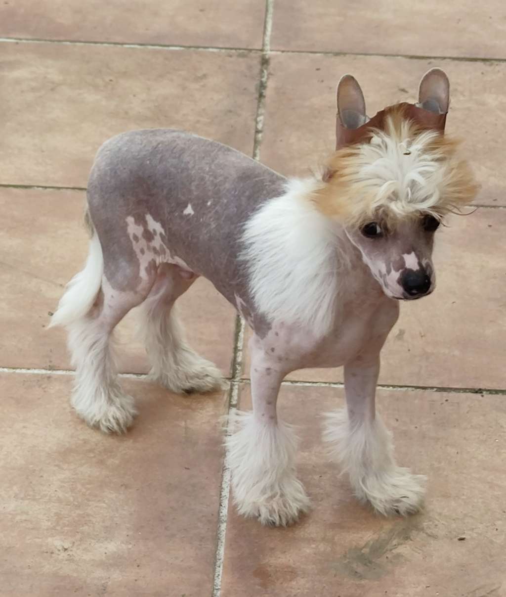 Zealot of music de Almamasan