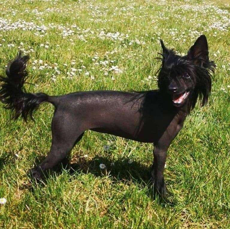 Porsche Du Royaume D'Arès