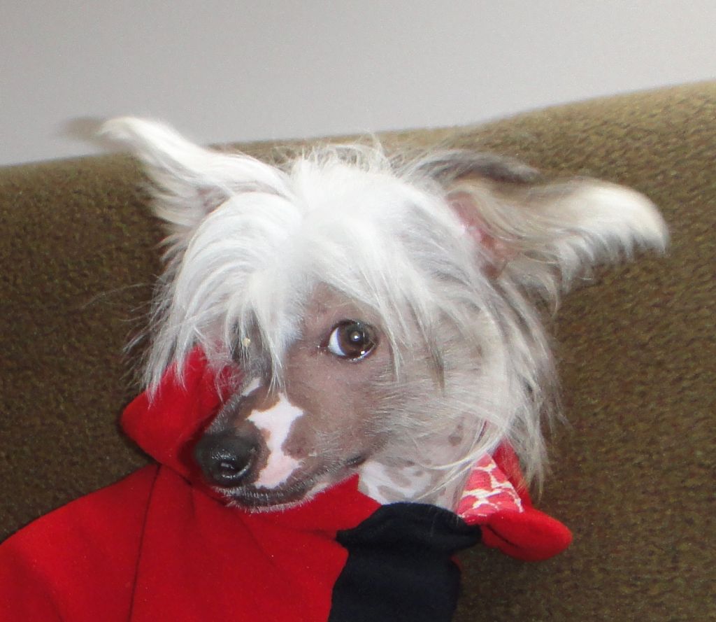 Ring rider Scooby doo 