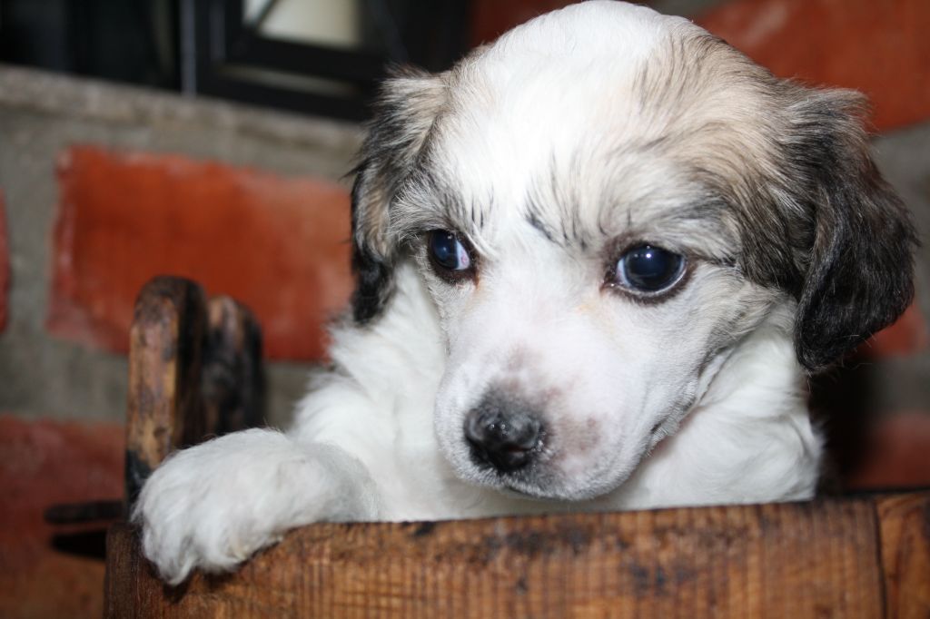 Amcockgarden's Jacksonville Jack