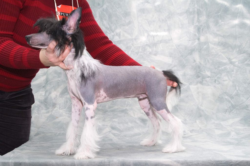 Leon Fleur de Lis Paolo