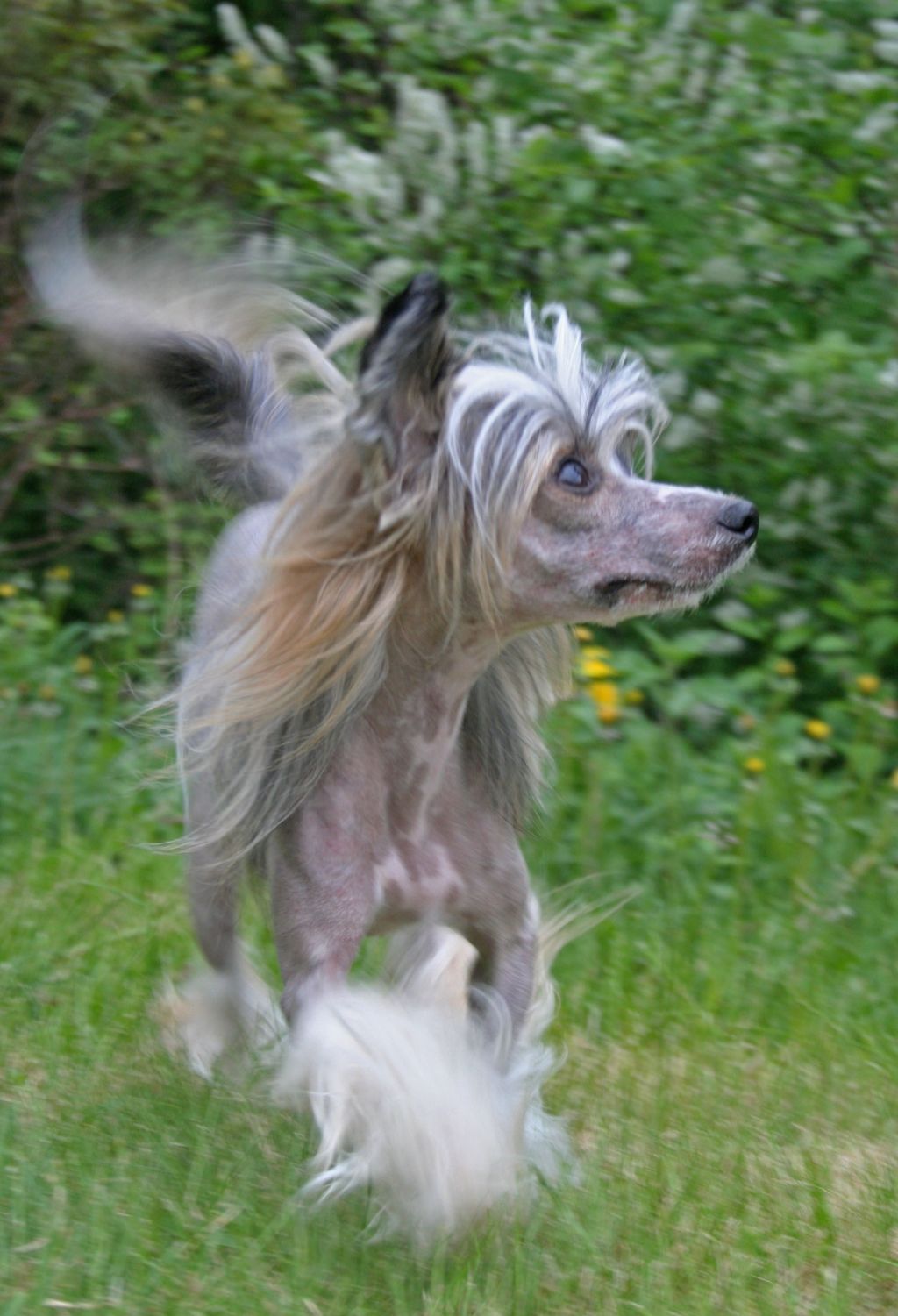 Curlycrest's Chesnut Eyes