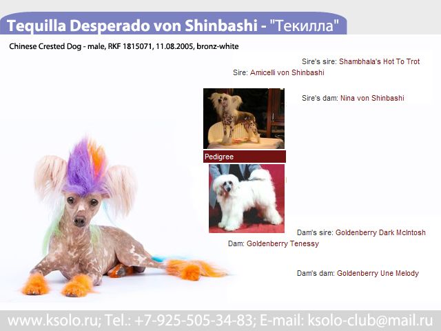 Tequilla Desperado von Shinbashi