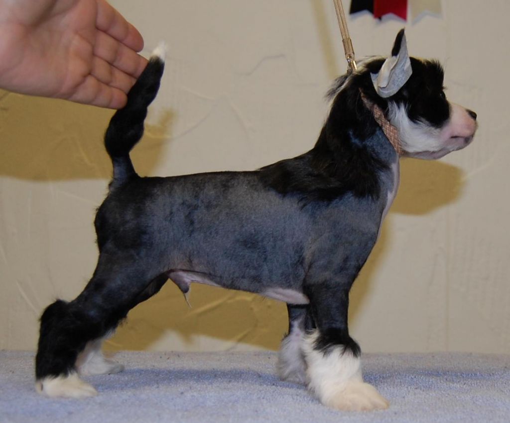 Crestyle Color of the Knight