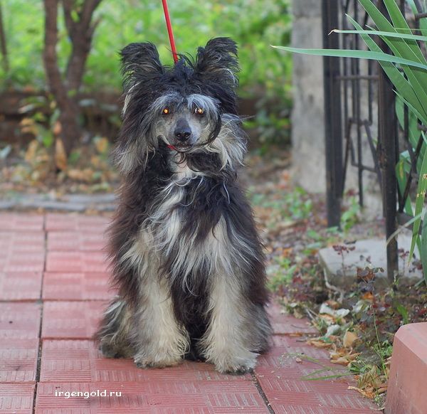 Irgen Gold Shoco Lad