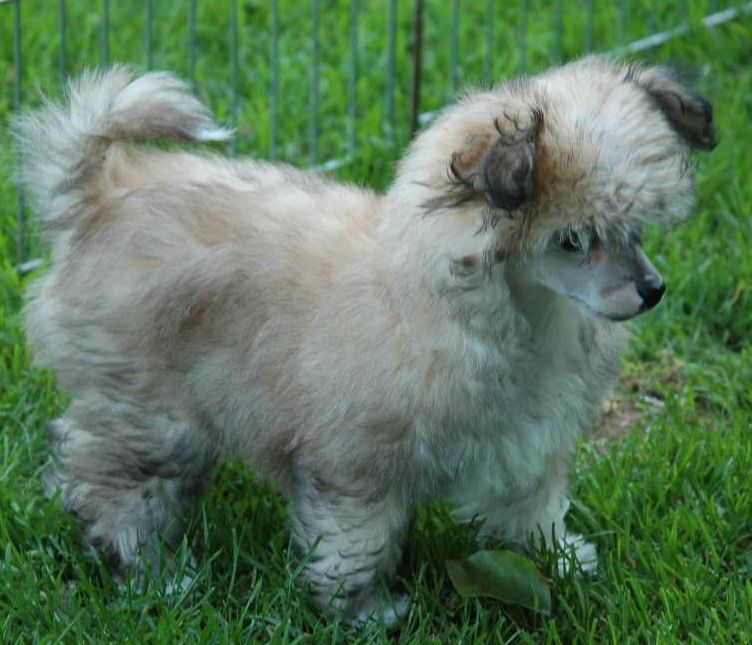 Dakota Little Champs