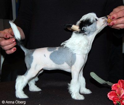 Bed'ykins Glam-our For Sure