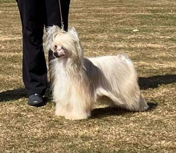 Parcauwen Lunar Eclipse with Oolagha