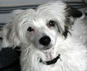 Willow Star's Pureheart