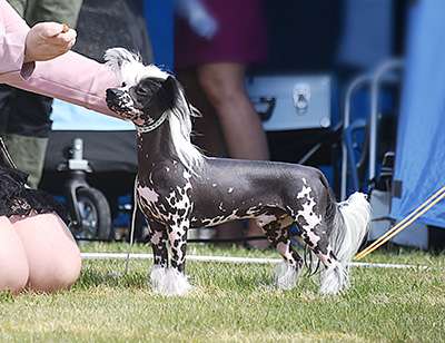 Jean Dark Vow of Silence